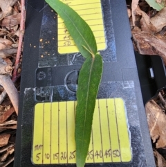 Eucalyptus smithii at Bodalla State Forest - 21 Jun 2024