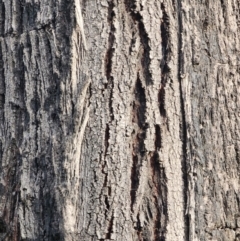 Eucalyptus smithii at Bodalla State Forest - 21 Jun 2024