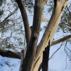 Eucalyptus smithii at Bodalla State Forest - 21 Jun 2024