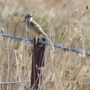 Anthus australis at Symonston, ACT - 21 Jun 2024