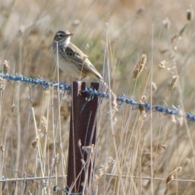 Anthus australis (Australian Pipit) at Symonston, ACT - 21 Jun 2024 by CallumBraeRuralProperty