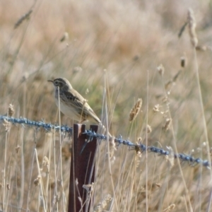 Anthus australis at Symonston, ACT - 21 Jun 2024