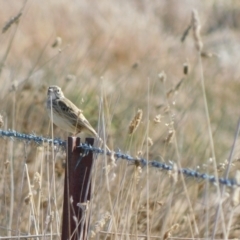 Anthus australis at Symonston, ACT - 21 Jun 2024 11:40 AM