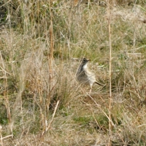 Anthus australis at Symonston, ACT - 21 Jun 2024