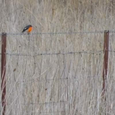 Petroica phoenicea (Flame Robin) at Symonston, ACT - 21 Jun 2024 by CallumBraeRuralProperty