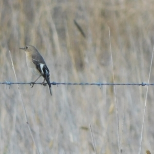 Petroica phoenicea at Symonston, ACT - 21 Jun 2024