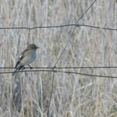 Petroica phoenicea at Symonston, ACT - 21 Jun 2024