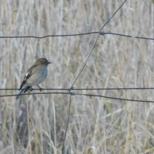 Petroica phoenicea at Symonston, ACT - 21 Jun 2024