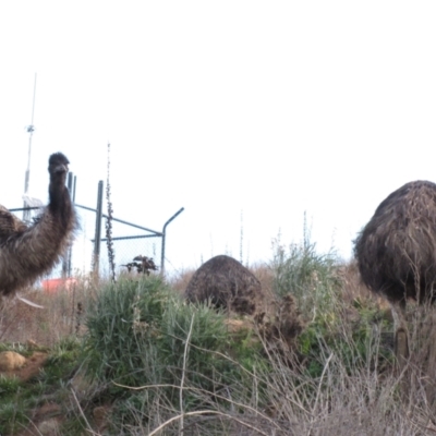 Dromaius novaehollandiae (Emu) at Cotter Reservoir - 22 Aug 2014 by AndyRoo