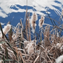 Typha domingensis (Bullrush) at Inverell, NSW - 21 Jun 2024 by MB