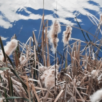 Typha domingensis (Bullrush) at Inverell, NSW - 21 Jun 2024 by MB