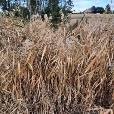Phragmites australis (Common Reed) at Inverell, NSW - 21 Jun 2024 by MB