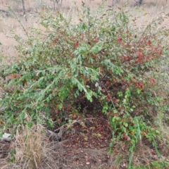 Cotoneaster glaucophyllus (Cotoneaster) at Inverell, NSW - 20 Jun 2024 by MB