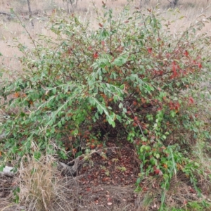 Cotoneaster glaucophyllus at Inverell, NSW - 21 Jun 2024