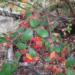 Cotoneaster glaucophyllus at Inverell, NSW - 21 Jun 2024