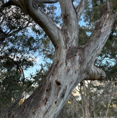 Eucalyptus blakelyi (Blakely's Red Gum) at Mount Painter - 21 Jun 2024 by lbradley