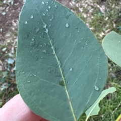 Eucalyptus blakelyi at Mount Painter - 21 Jun 2024