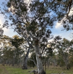 Eucalyptus blakelyi at Mount Painter - 21 Jun 2024