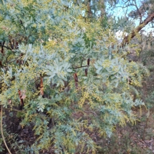 Acacia baileyana at Isaacs Ridge and Nearby - 21 Jun 2024