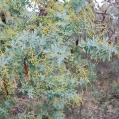 Acacia baileyana (Cootamundra Wattle, Golden Mimosa) at Isaacs Ridge and Nearby - 21 Jun 2024 by Mike