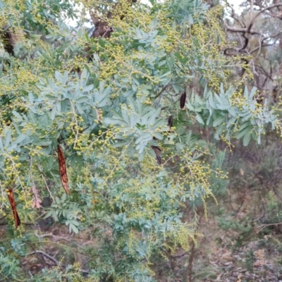 Acacia baileyana (Cootamundra Wattle, Golden Mimosa) at Isaacs Ridge and Nearby - 21 Jun 2024 by Mike