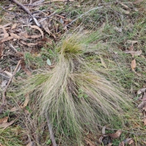 Nassella trichotoma at Isaacs Ridge and Nearby - 21 Jun 2024