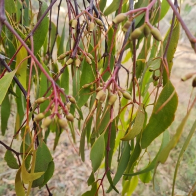 Amyema miquelii (Box Mistletoe) at Isaacs Ridge and Nearby - 21 Jun 2024 by Mike