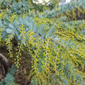 Acacia baileyana at Isaacs Ridge and Nearby - 21 Jun 2024