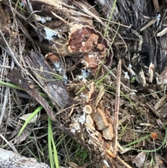 Unidentified Cap, gills below, no stem & usually on wood [stemless mushrooms & the like] at Mount Painter - 21 Jun 2024 by lbradley