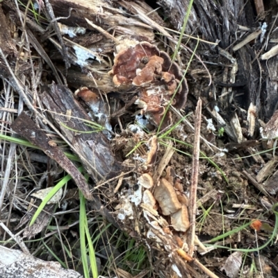 Unverified Cap, gills below, no stem & usually on wood [stemless mushrooms & the like] at Mount Painter - 21 Jun 2024 by lbradley