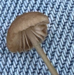 Unidentified Cap on a stem; gills below cap [mushrooms or mushroom-like] at Mount Painter - 21 Jun 2024 by lbradley