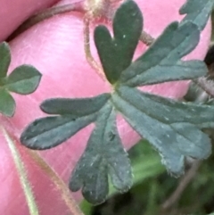 Geranium solanderi var. solanderi at Mount Painter - 21 Jun 2024