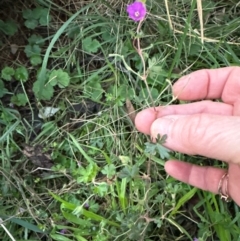 Geranium solanderi var. solanderi at Mount Painter - 21 Jun 2024