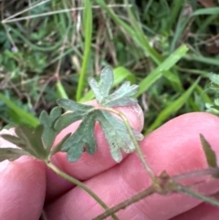 Geranium solanderi var. solanderi at Mount Painter - 21 Jun 2024