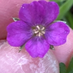 Geranium solanderi var. solanderi at Mount Painter - 21 Jun 2024