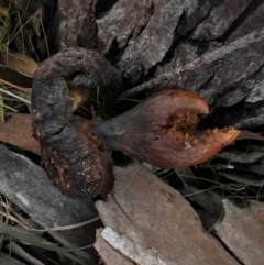 Unidentified Cap on a stem; gills below cap [mushrooms or mushroom-like] at Mount Painter - 21 Jun 2024 by lbradley