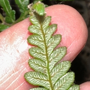 Pteridium esculentum at Mount Painter - 21 Jun 2024