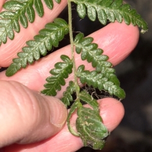 Pteridium esculentum at Mount Painter - 21 Jun 2024