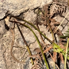 Pteridium esculentum at Mount Painter - 21 Jun 2024