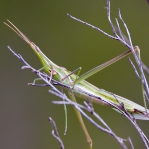 Acrida conica at Woodstock Nature Reserve - 7 Feb 2024