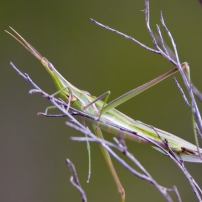 Acrida conica (Giant green slantface) at Woodstock Nature Reserve - 7 Feb 2024 by KorinneM