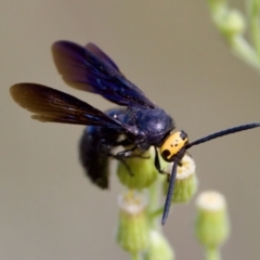 Scolia (Discolia) verticalis (Yellow-headed hairy flower wasp) at Strathnairn, ACT - 7 Feb 2024 by KorinneM