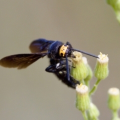 Scolia (Discolia) verticalis at Woodstock Nature Reserve - 7 Feb 2024