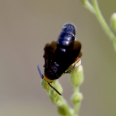 Scolia (Discolia) verticalis at Woodstock Nature Reserve - 7 Feb 2024