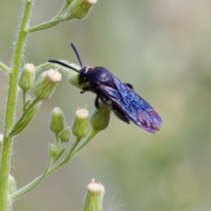 Scolia (Discolia) verticalis at Woodstock Nature Reserve - 7 Feb 2024