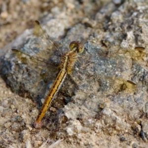 Diplacodes haematodes at Woodstock Nature Reserve - 7 Feb 2024 04:56 PM