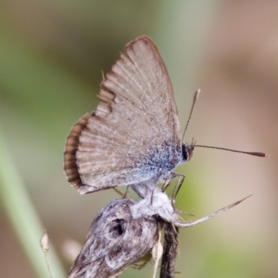 Zizina otis (Common Grass-Blue) at Strathnairn, ACT - 7 Feb 2024 by KorinneM