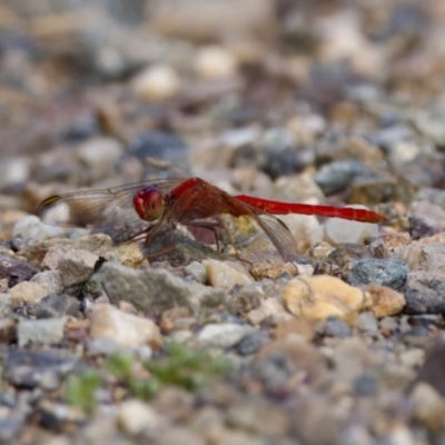 Diplacodes haematodes (Scarlet Percher) at Woodstock Nature Reserve - 7 Feb 2024 by KorinneM