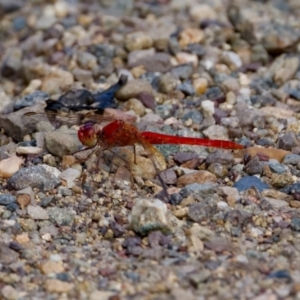 Diplacodes haematodes at Woodstock Nature Reserve - 7 Feb 2024 05:04 PM