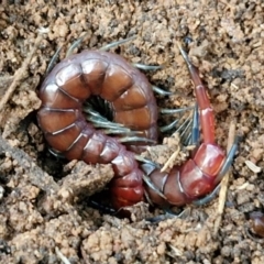 Cormocephalus sp.(genus) (Scolopendrid Centipede) at West Goulburn Bushland Reserve - 21 Jun 2024 by trevorpreston